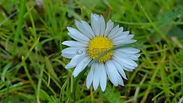 花,黛西,春