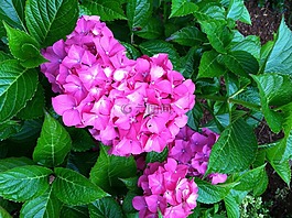 花,繡球,花園