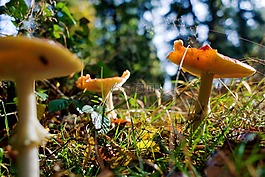 蘑菇,森林,秋季