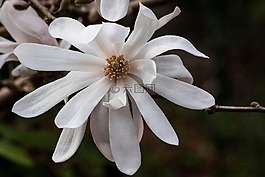 玉兰,开花,布什