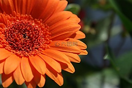 花,性質,廠
