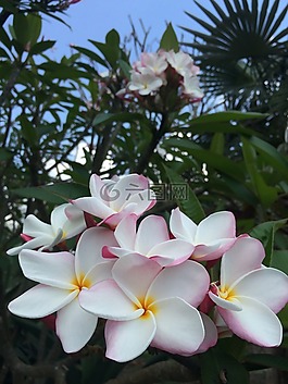 花,野生,野生花卉
