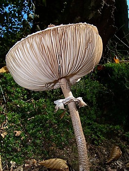 蘑菇,秋季光,性質(zhì)