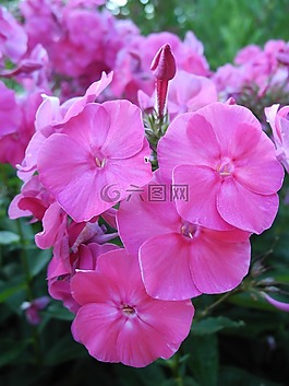 鮮花,粉紅色,花