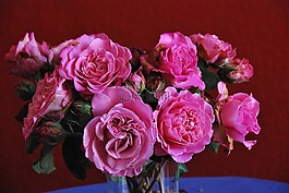 性質(zhì),鮮花,玫瑰