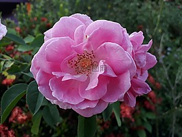自然,花,植物區(qū)系