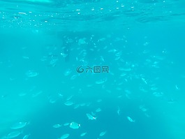 水下,魚,魚群