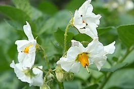 馬鈴薯開花,馬鈴薯,白