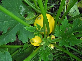 夏南瓜,花園,蔬菜