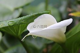 花,白,開花