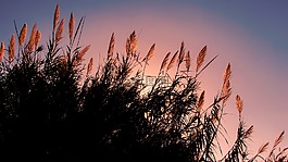 蘆葦,太陽(yáng),陽(yáng)光