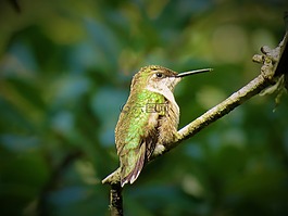 鳥,蜂鳥,野生動物