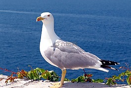 海鷗,鳥,海
