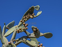花椒梨,植物,仙人掌