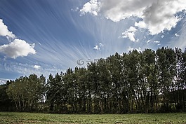 樹,自然,全景