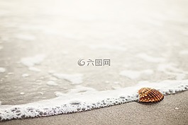海貝殼,海灘,沙