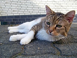 貓,動物,俏皮