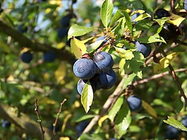 sloes,关闭,浆果