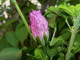 廠,開花,花