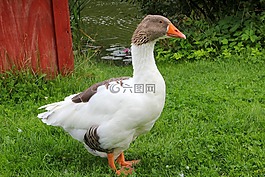 鵝,鳥(niǎo),春天