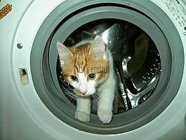 宿醉,国内的猫,鼻子
