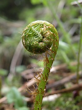 蕨類,森林,森林的地面