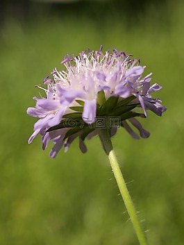 草地,花,蒲公英