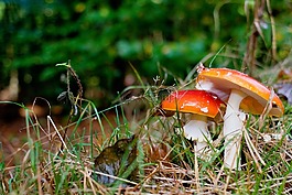 蘑菇,森林,秋季