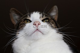 宿醉,国内的猫,鼻子