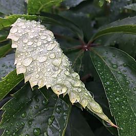 雨滴,葉,下雨天