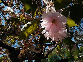 櫻桃,開花,太陽(yáng)