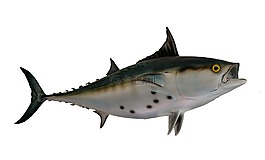 鰹魚,taxidermy,魚裝