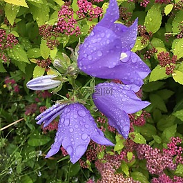 雨點,紫色花,花