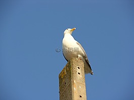 鳥,性質,天空