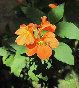 花,黃色花,鮮花