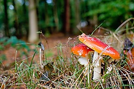 蘑菇,森林,秋季
