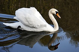 天鵝,水的鳥(niǎo),水