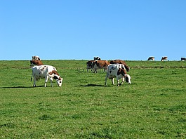 牛,草地,動(dòng)物