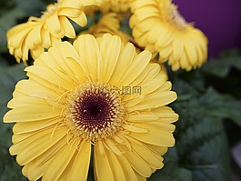 自然,花,植物區(qū)系