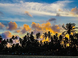 棕櫚樹,日落,側(cè)影