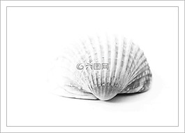 外壳,关闭,海洋动物