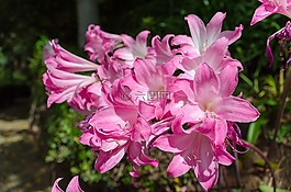 百合,黃花菜,植物園