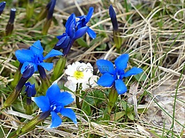 新仙女木 octopetala,開花,白