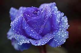 玫瑰,藍(lán)色,花