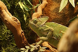 變色龍,也門變色龍,動物