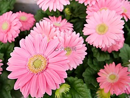 花,植物區(qū)系,自然