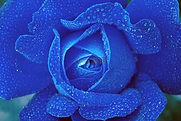 玫瑰,藍色,花