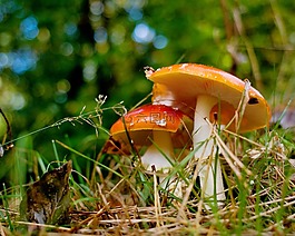 蘑菇,森林,秋季