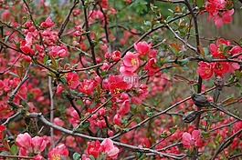 花,木瓜,開(kāi)花