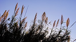 蘆葦,天空,光